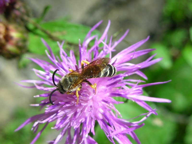 Halictus scabiosae (Apidae Halictinae)